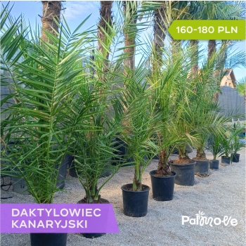 Phoenix Canariensis - Daktyloweic Kanaryjski 140-180cm